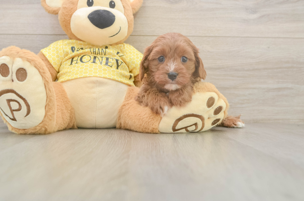 5 week old Cavapoo Puppy For Sale - Seaside Pups