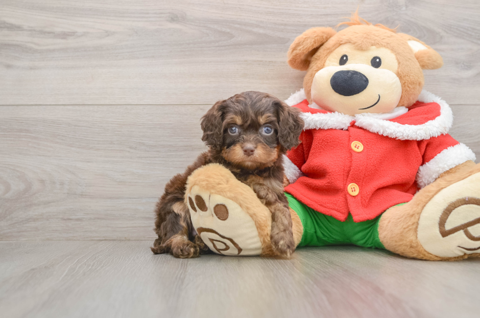 5 week old Cavapoo Puppy For Sale - Seaside Pups