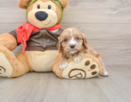 8 week old Cavapoo Puppy For Sale - Seaside Pups