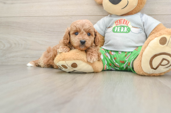 Cavapoo Puppy for Adoption