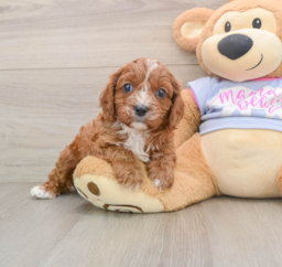 5 week old Cavapoo Puppy For Sale - Seaside Pups