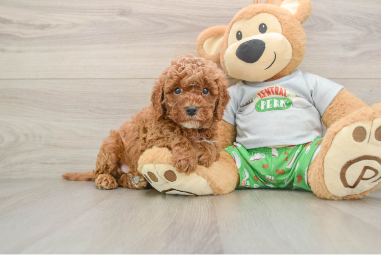 Cavapoo Pup Being Cute