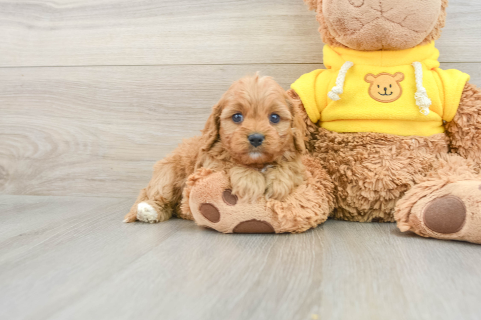 Cavapoo Puppy for Adoption