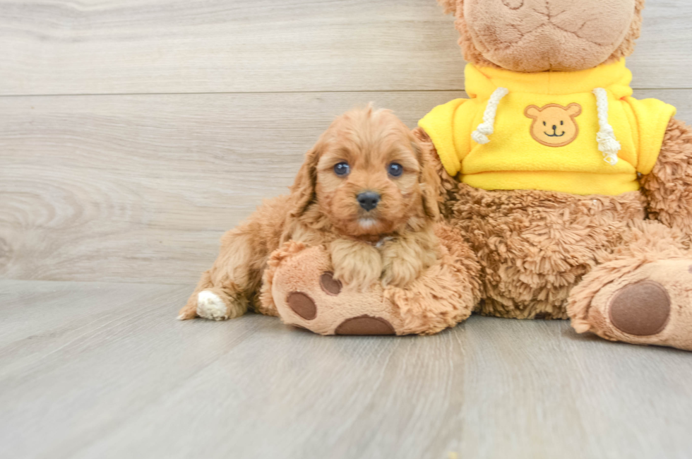 8 week old Cavapoo Puppy For Sale - Seaside Pups