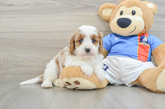 Energetic Cavoodle Poodle Mix Puppy