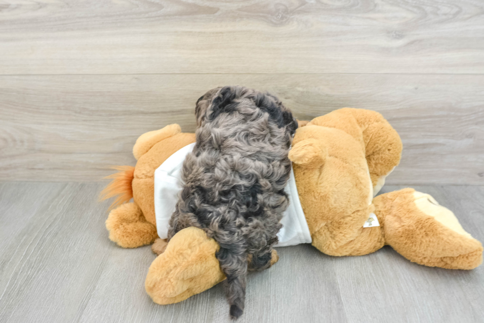 Cavapoo Pup Being Cute