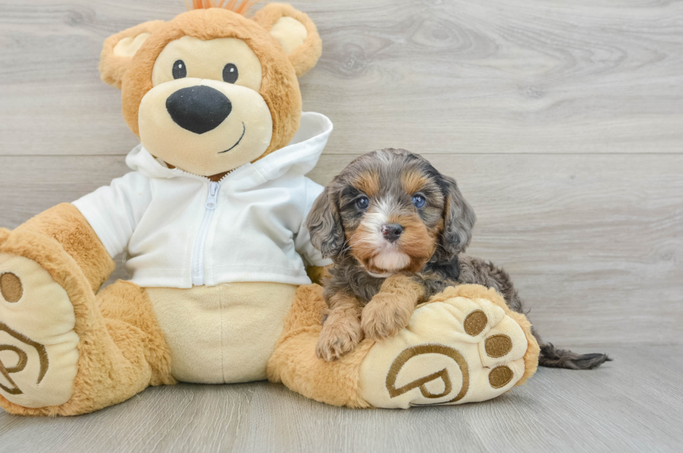 6 week old Cavapoo Puppy For Sale - Seaside Pups