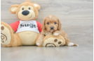 Cavapoo Puppy for Adoption