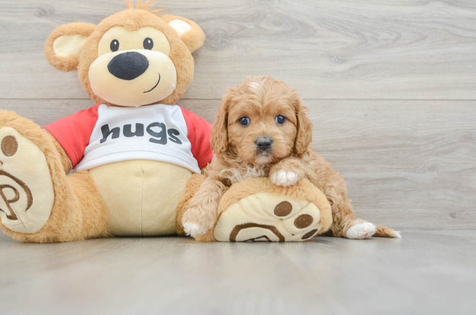 7 week old Cavapoo Puppy For Sale - Seaside Pups