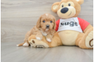 Cavapoo Puppy for Adoption