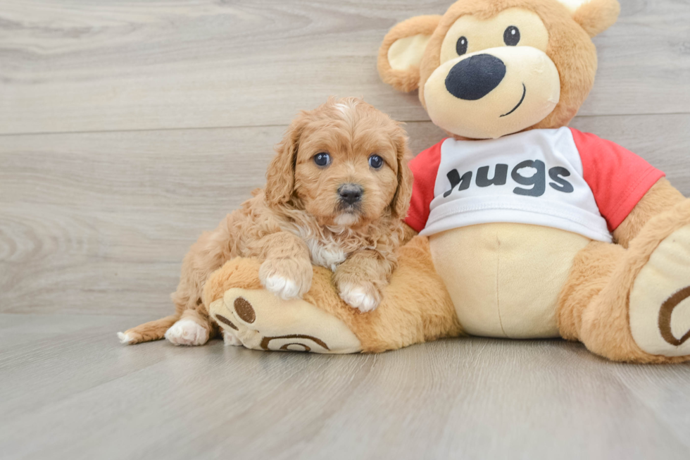 Cavapoo Puppy for Adoption