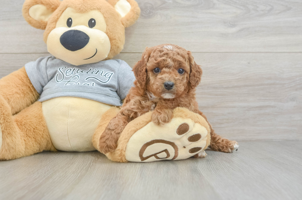 6 week old Cavapoo Puppy For Sale - Seaside Pups