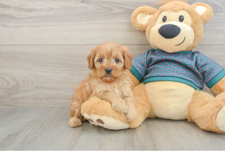 Hypoallergenic Cavadoodle Poodle Mix Puppy