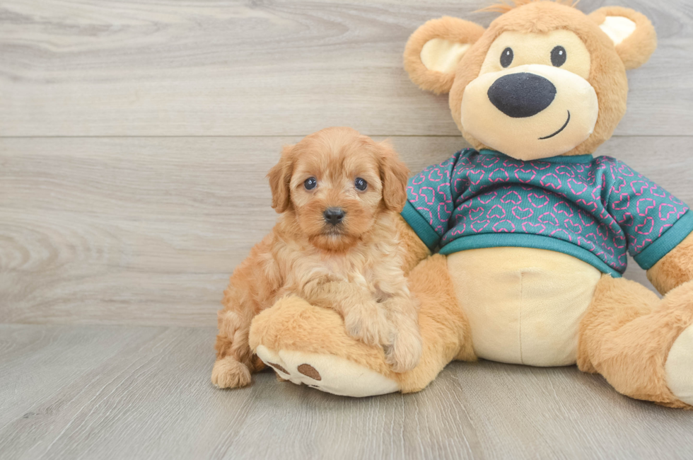 6 week old Cavapoo Puppy For Sale - Seaside Pups