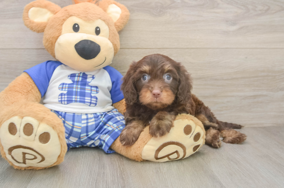 6 week old Cavapoo Puppy For Sale - Seaside Pups