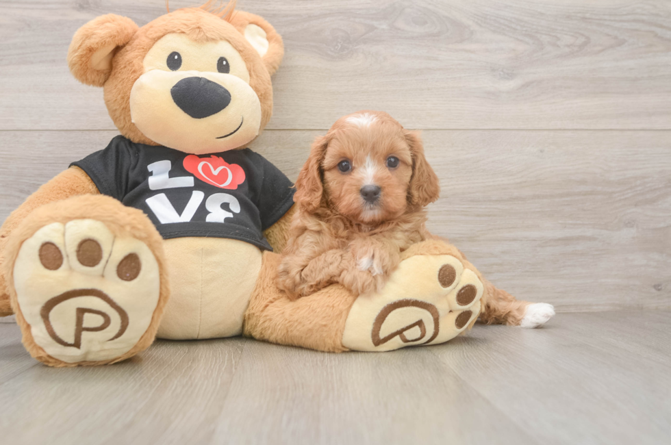 5 week old Cavapoo Puppy For Sale - Seaside Pups