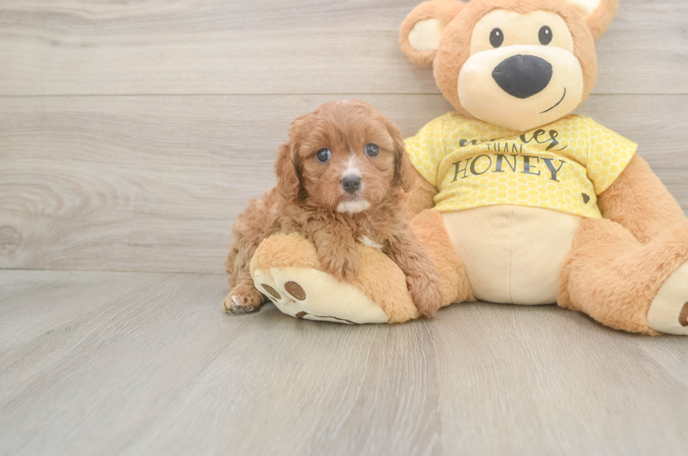 5 week old Cavapoo Puppy For Sale - Seaside Pups