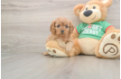 Cavapoo Puppy for Adoption