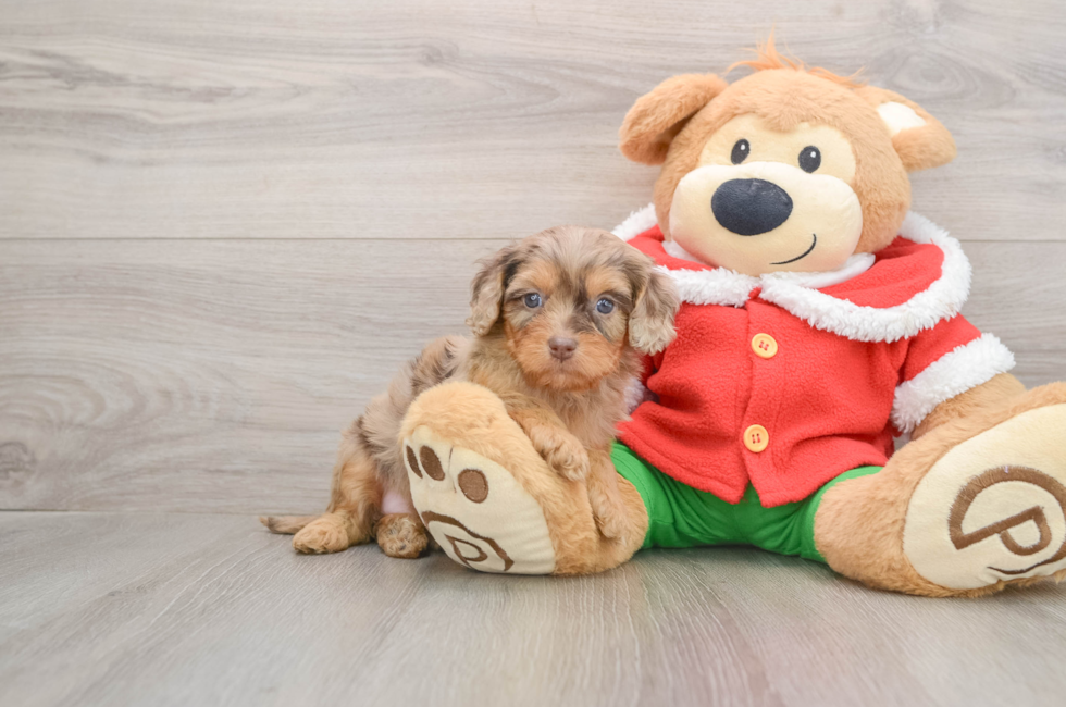 5 week old Cavapoo Puppy For Sale - Seaside Pups