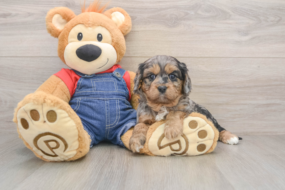 Popular Cavapoo Poodle Mix Pup