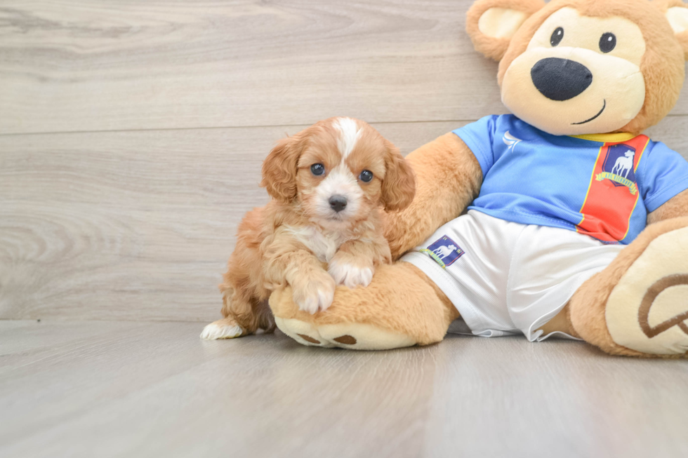 Funny Cavapoo Poodle Mix Pup
