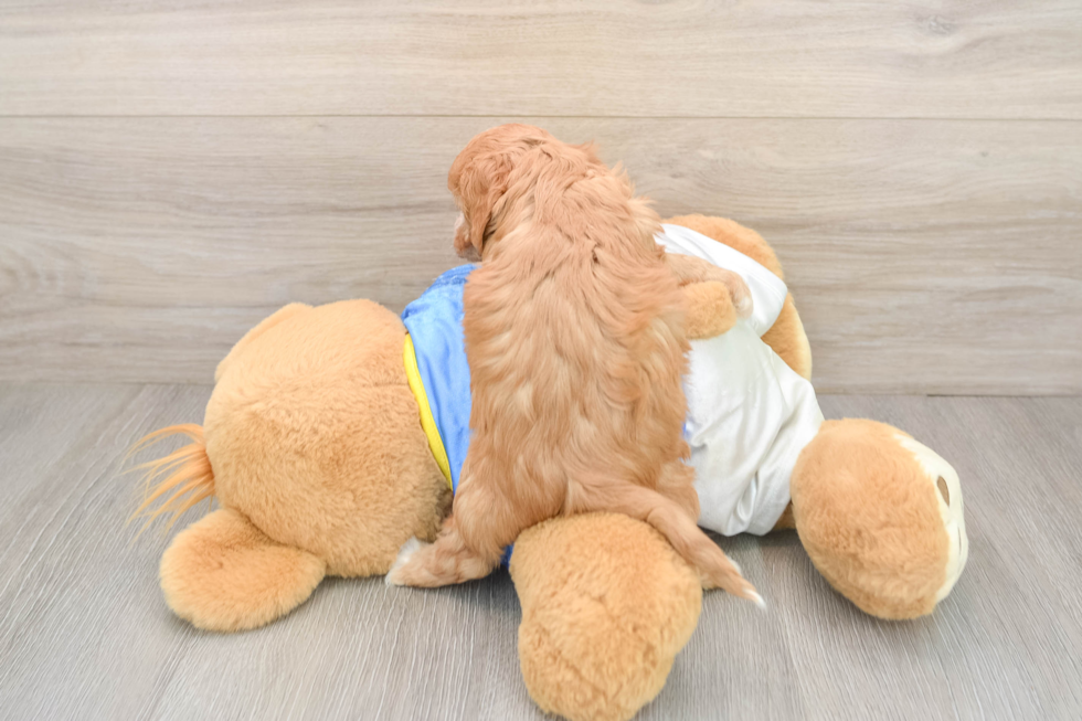 Cavapoo Puppy for Adoption