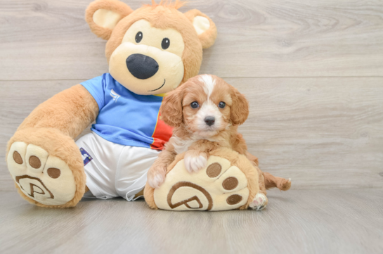 Friendly Cavapoo Baby