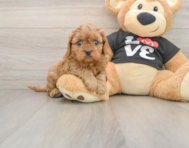 7 week old Cavapoo Puppy For Sale - Seaside Pups
