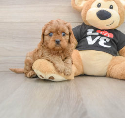 10 week old Cavapoo Puppy For Sale - Seaside Pups