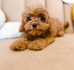 12 week old Cavapoo Puppy For Sale - Seaside Pups