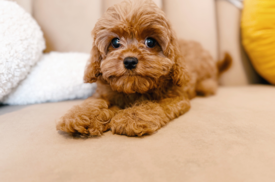 Cavapoo Puppy for Adoption