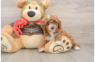 Happy Cavapoo Baby