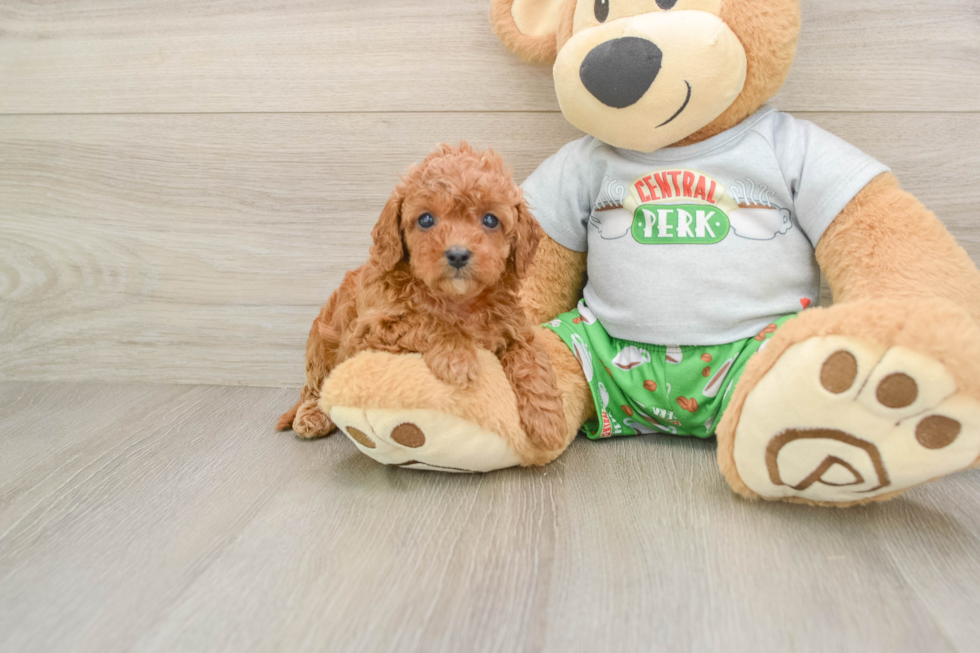 Popular Cavapoo Poodle Mix Pup