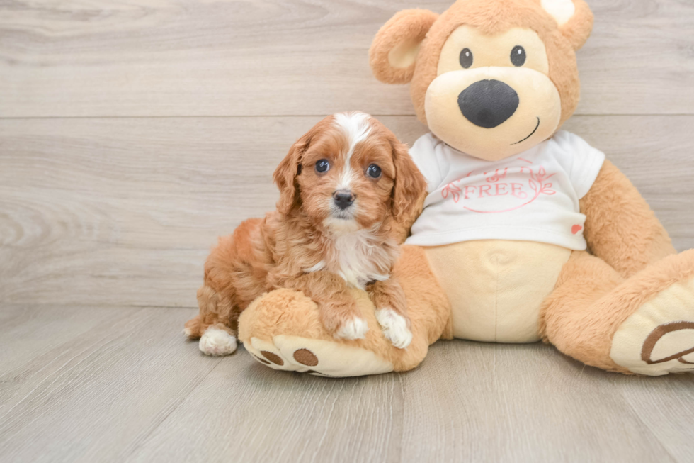Cavapoo Puppy for Adoption