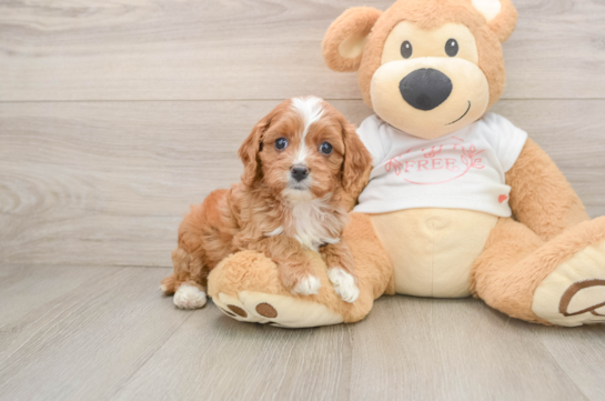 Cavapoo Puppy for Adoption