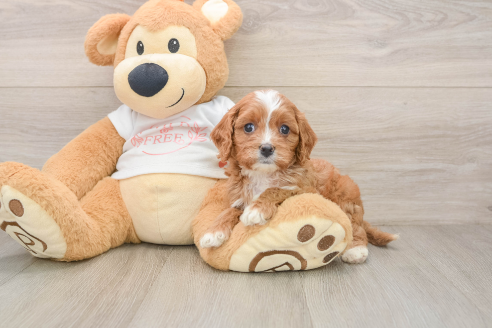 Playful Cavapoodle Poodle Mix Puppy
