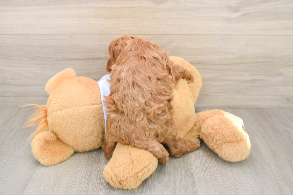 Popular Cavapoo Poodle Mix Pup