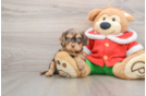 Funny Cavapoo Poodle Mix Pup