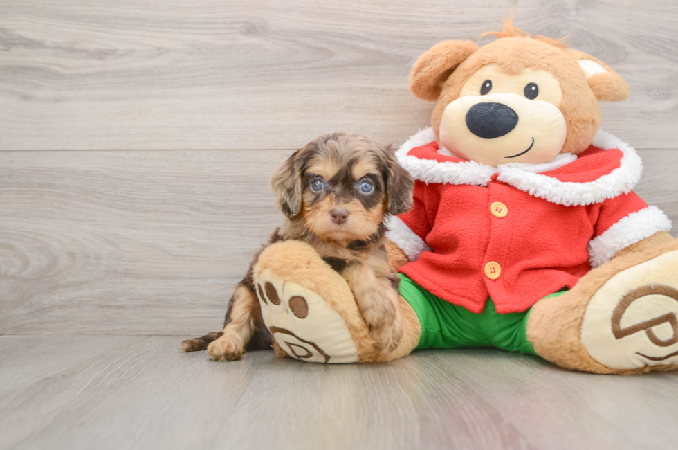 5 week old Cavapoo Puppy For Sale - Seaside Pups