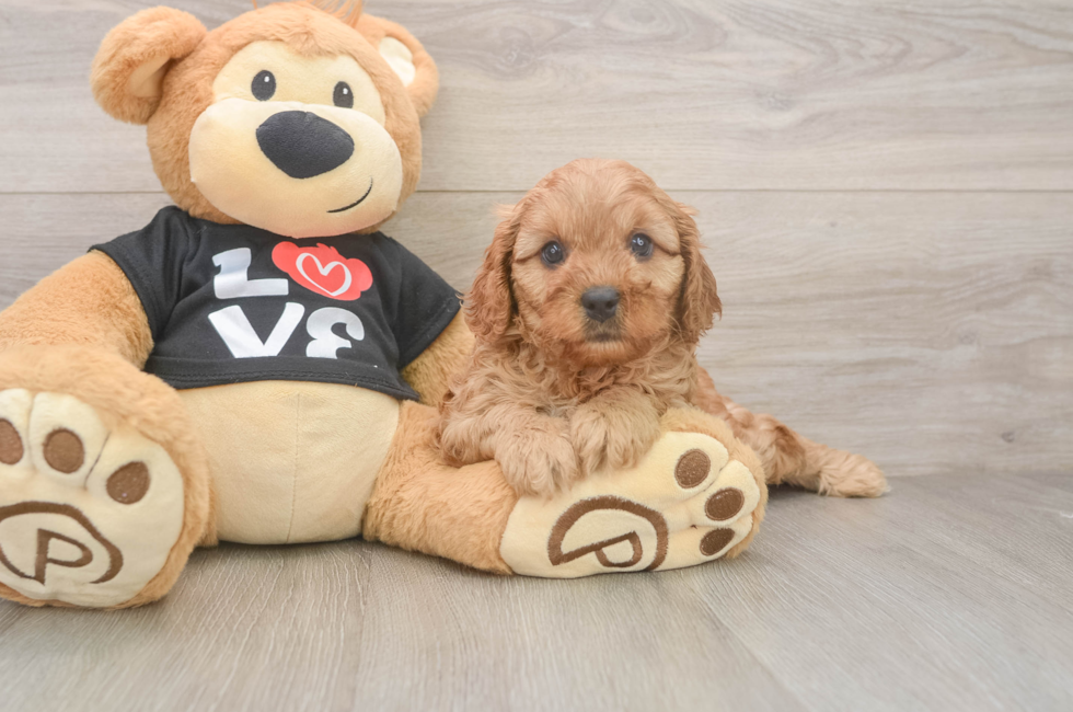 5 week old Cavapoo Puppy For Sale - Seaside Pups