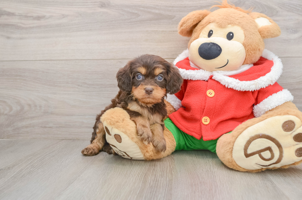 5 week old Cavapoo Puppy For Sale - Seaside Pups