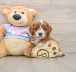 5 week old Cavapoo Puppy For Sale - Seaside Pups