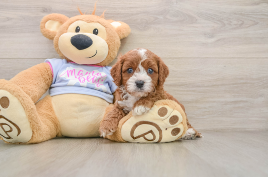 Cavapoo Puppy for Adoption