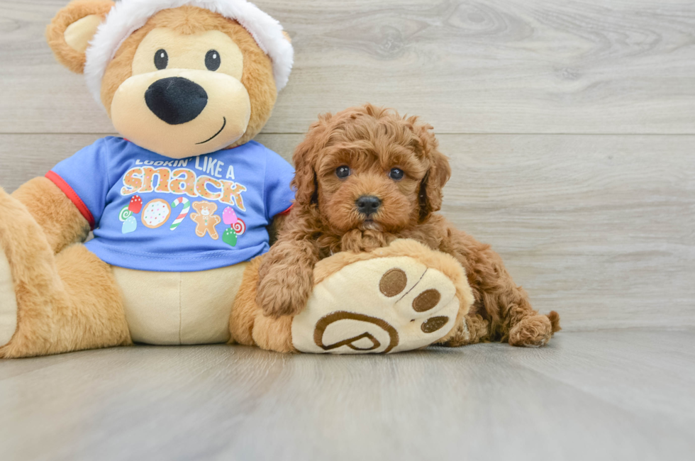 5 week old Cavapoo Puppy For Sale - Seaside Pups