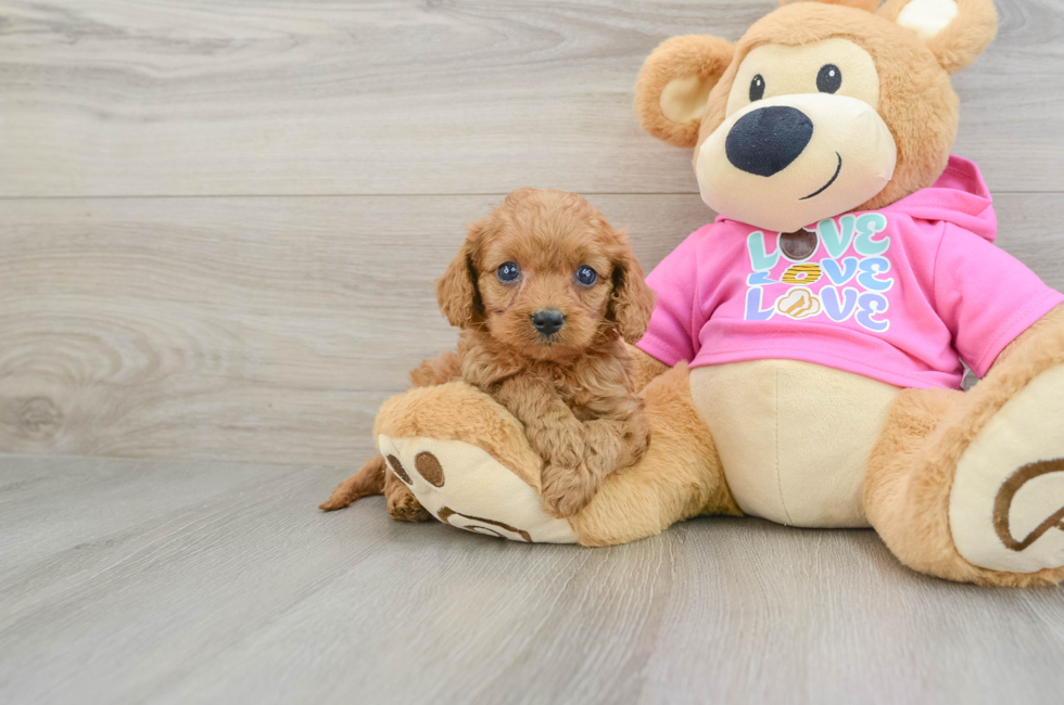 7 week old Cavapoo Puppy For Sale - Seaside Pups