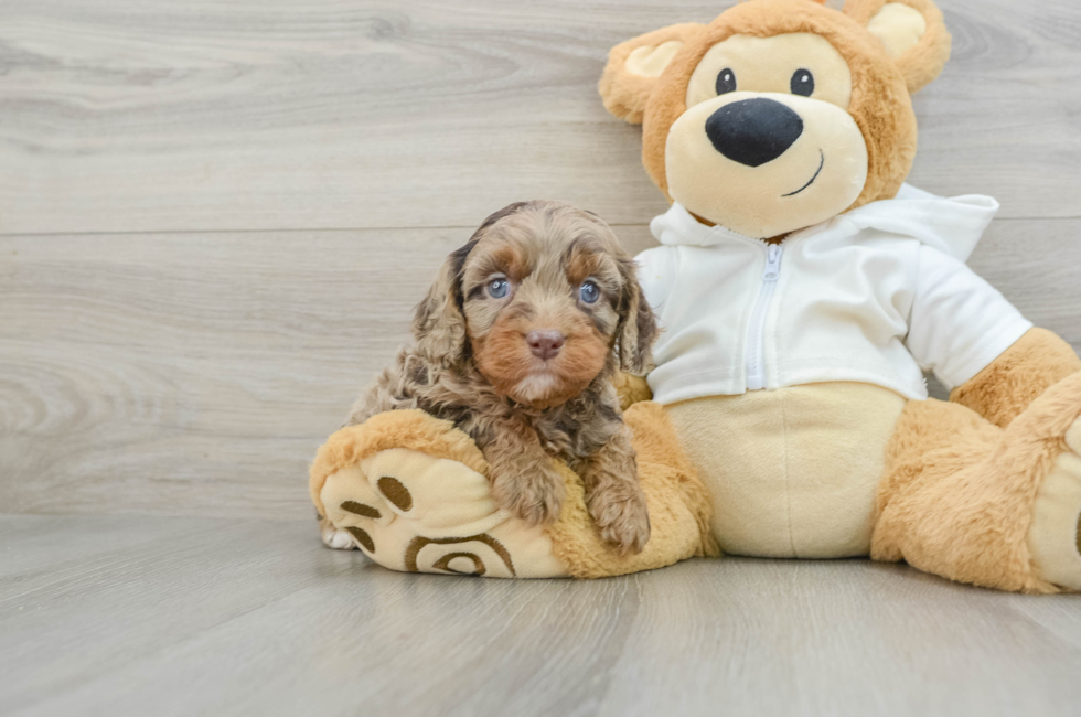 6 week old Cavapoo Puppy For Sale - Seaside Pups