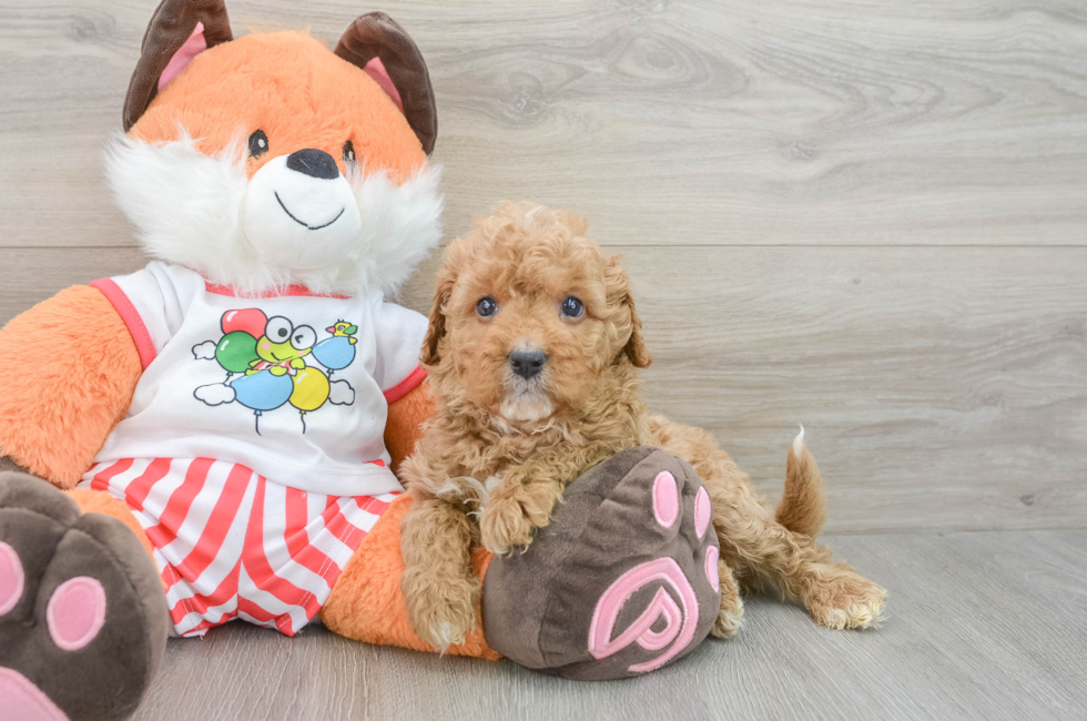 5 week old Cavapoo Puppy For Sale - Seaside Pups