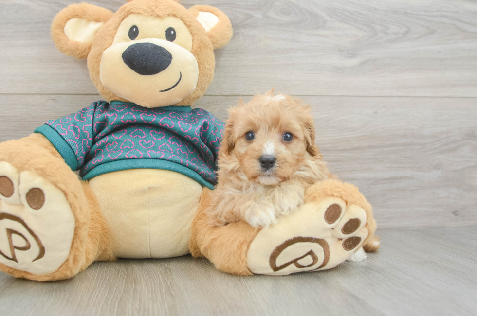 6 week old Cavapoo Puppy For Sale - Seaside Pups