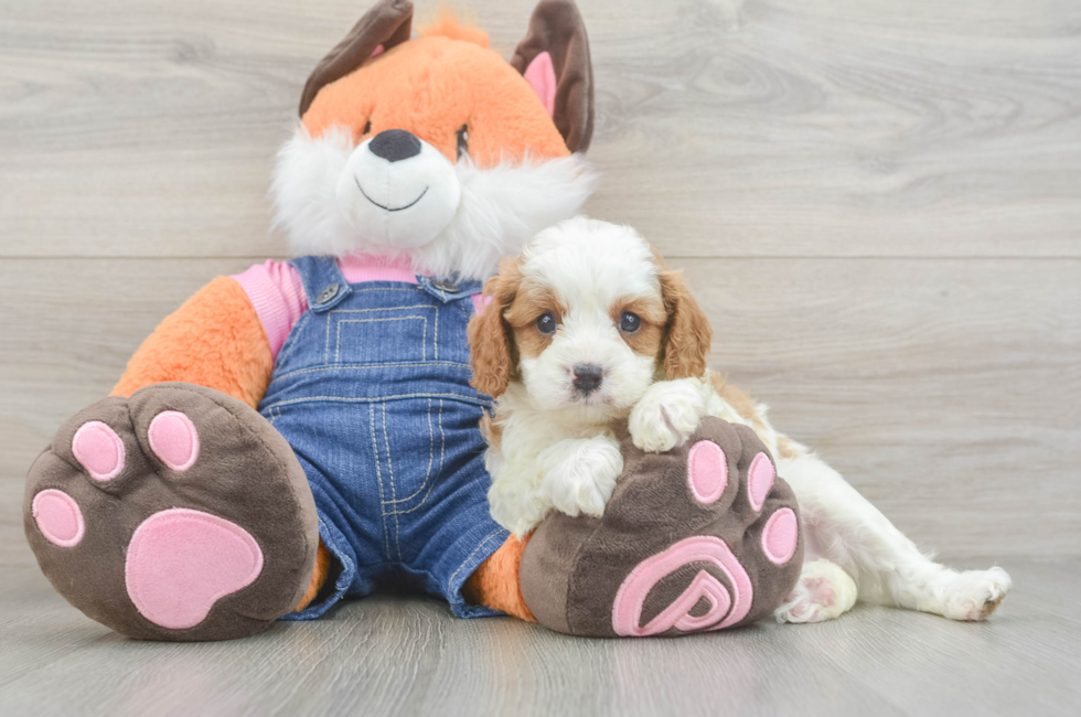 5 week old Cavapoo Puppy For Sale - Seaside Pups