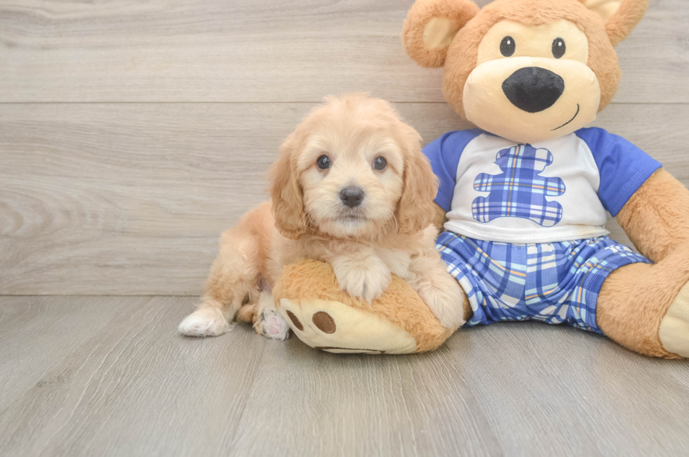 6 week old Cavapoo Puppy For Sale - Seaside Pups